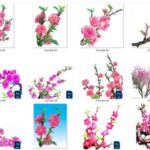 Hoa đào vector free trọn bộ 300 file