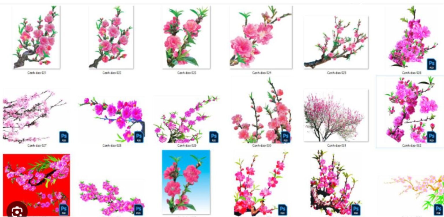 Hoa Đào Vector - Tải 500+ Mẫu Vector Cành Đào 2025 file Corel AI, CRD ...